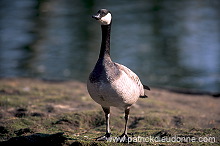 Canada Goose (Branta canadensis) - Bernache du Canada - 20535