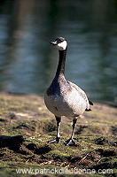 Canada Goose (Branta canadensis) - Bernache du Canada - 20536