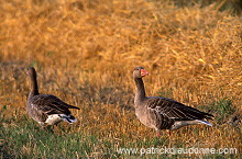 Greylag Goose (Anser anser) - Oie cendree - 20537 Greylag Goose (Anser anser) - Oie cendree - 20537