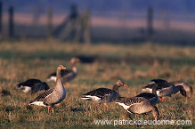 Greylag Goose (Anser anser) - Oie cendree - 20540