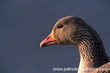 Greylag Goose (Anser anser) - Oie cendree - 20546
