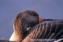 Greylag Goose (Anser anser) - Oie cendree - 20548