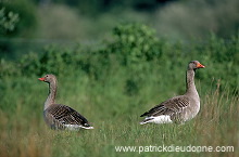 Greylag Goose (Anser anser) - Oie cendree - 20549