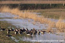 Greylag Goose (Anser anser) - Oie cendree - 20552 Greylag Goose (Anser anser) - Oie cendree - 20552