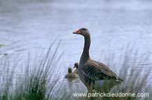 Greylag Goose (Anser anser) - Oie cendree - 20553