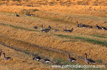 Greylag Goose (Anser anser) - Oie cendree - 20554 Greylag Goose (Anser anser) - Oie cendree - 20554