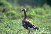 White-fronted Goose (Anser albifrons) - Oie rieuse - 20558
