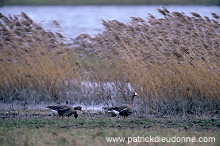 White-fronted Goose (Anser albifrons) - Oie rieuse - 20559