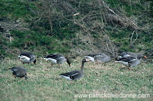 White-fronted Goose (Anser albifrons) - Oie rieuse - 20560