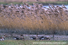White-fronted Goose (Anser albifrons) - Oie rieuse - 20561 White-fronted Goose (Anser albifrons) - Oie rieuse - 20561
