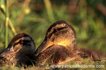 Mallard (Anas platyrhynchos) - Canard colvert - 20564