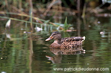 Mallard (Anas platyrhynchos) - Canard colvert - 20565