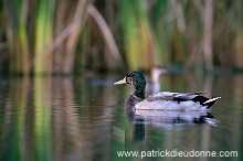 Mallard (Anas platyrhynchos) - Canard colvert - 20567