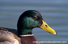 Mallard (Anas platyrhynchos) - Canard colvert - 20569