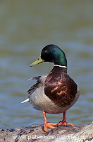 Mallard (Anas platyrhynchos) - Canard colvert - 20570