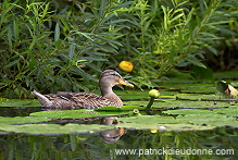 Mallard (Anas platyrhynchos) - Canard colvert - 20572