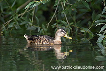 Mallard (Anas platyrhynchos) - Canard colvert - 20573