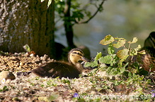 Mallard (Anas platyrhynchos) - Canard colvert - 20576