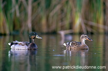 Mallard (Anas platyrhynchos) - Canard colvert - 20581