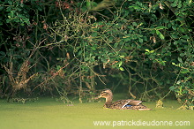 Mallard (Anas platyrhynchos) - Canard colvert - 20584