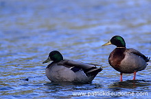 Mallard (Anas platyrhynchos) - Canard colvert - 20587