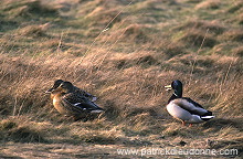 Mallard (Anas platyrhynchos) - Canard colvert - 20588 Mallard (Anas platyrhynchos) - Canard colvert - 20588