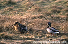 Mallard (Anas platyrhynchos) - Canard colvert - 20588