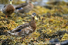 Mallard (Anas platyrhynchos) - Canard colvert - 20592