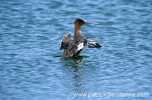 Red-breasted Merganser (Mergus serrator) - Harle huppe -  20594