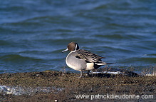 Pintail (Anas acuta) - Canard pilet - 20599