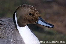 Pintail (Anas acuta) - Canard pilet - 20600