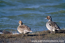 Pintail (Anas acuta) - Canard pilet - 20598