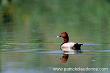 Pochard (Aythya ferina) - Fuligule milouin - 20601