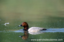 Pochard (Aythya ferina) - Fuligule milouin - 20602 Pochard (Aythya ferina) - Fuligule milouin - 20602