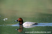 Pochard (Aythya ferina) - Fuligule milouin - 20602