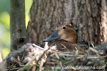 Pochard (Aythya ferina) - Fuligule milouin - 20603