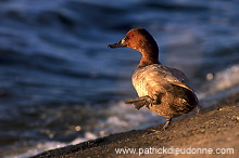 Pochard (Aythya ferina) - Fuligule milouin - 20604