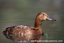 Pochard (Aythya ferina) - Fuligule milouin - 20610 Pochard (Aythya ferina) - Fuligule milouin - 20610