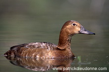 Pochard (Aythya ferina) - Fuligule milouin - 20610