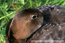 Pochard (Aythya ferina) - Fuligule milouin - 20613