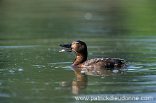 Pochard (Aythya ferina) - Fuligule milouin - 20614 Pochard (Aythya ferina) - Fuligule milouin - 20614
