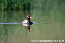 Pochard (Aythya ferina) - Fuligule milouin - 20617 Pochard (Aythya ferina) - Fuligule milouin - 20617