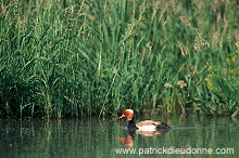 Red-crested Pochard (Netta rufina) - Nette rousse - 20623