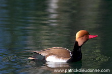 Red-crested Pochard (Netta rufina) - Nette rousse - 20624