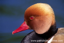 Red-crested Pochard (Netta rufina) - Nette rousse - 20625