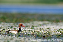 Red-crested Pochard (Netta rufina) - Nette rousse - 20626