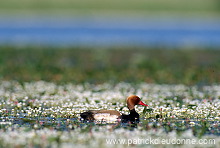 Red-crested Pochard (Netta rufina) - Nette rousse - 20627