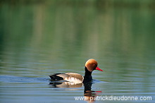 Red-crested Pochard (Netta rufina) - Nette rousse - 20629 Red-crested Pochard (Netta rufina) - Nette rousse - 20629