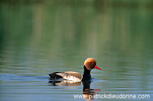 Red-crested Pochard (Netta rufina) - Nette rousse - 20629