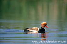 Red-crested Pochard (Netta rufina) - Nette rousse - 20630